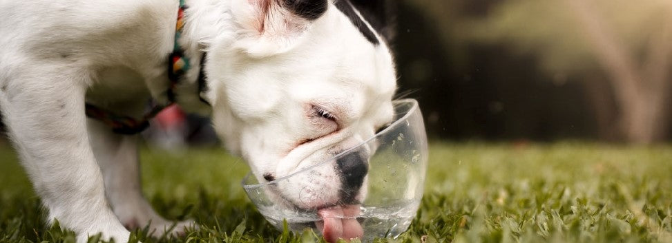 Keep Your Pets Safe in Hot Weather: 7 Smart Tips