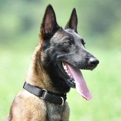 Nylon Dog Training Collar Adjustable Martingale Collars Dog Pulling Walking Collar For Medium Large And Small Dogs HY116 Perro