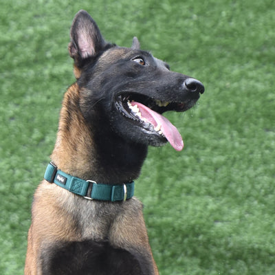Nylon Dog Training Collar Adjustable Martingale Collars Dog Pulling Walking Collar For Medium Large And Small Dogs HY116 Perro