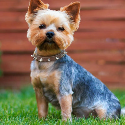 Spiked Dog Collar for Small Breed Dogs One Row Studded Leather Pet Collar Anti-Bite Neck Strap for Puppies Adjustable Cat Collar