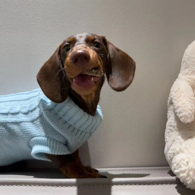 Elegant WarmTurtleneck Sweater for Miniaturedachshund Soft Knitted Sweater for Wiener Dogs Solid Color Sweatshirt for Badger Dog