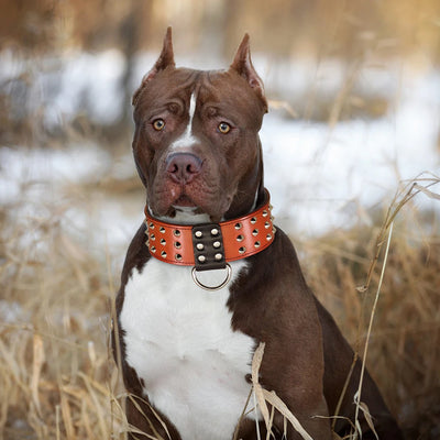 Genuine Leather Dog Collar Durable Adjustable Dog Collars Medium Large Real Leather Pet Pitbull Shepherd Pug Necklace for Dogs