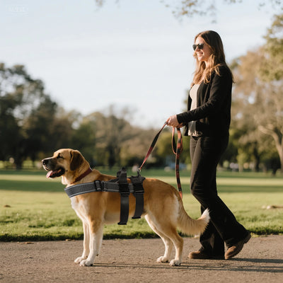 No Pull Dog Harness Adjustable Dog Harness With 5pcs Dog Patch Breathable Reflective Pet Harness for Small Medium Large Dogs