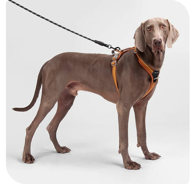 Dog Leash Anti-Pull Pet Harness Comfortable Outdoor Dog Leash Reflective Dog Harness Durable and Stain-Resistant