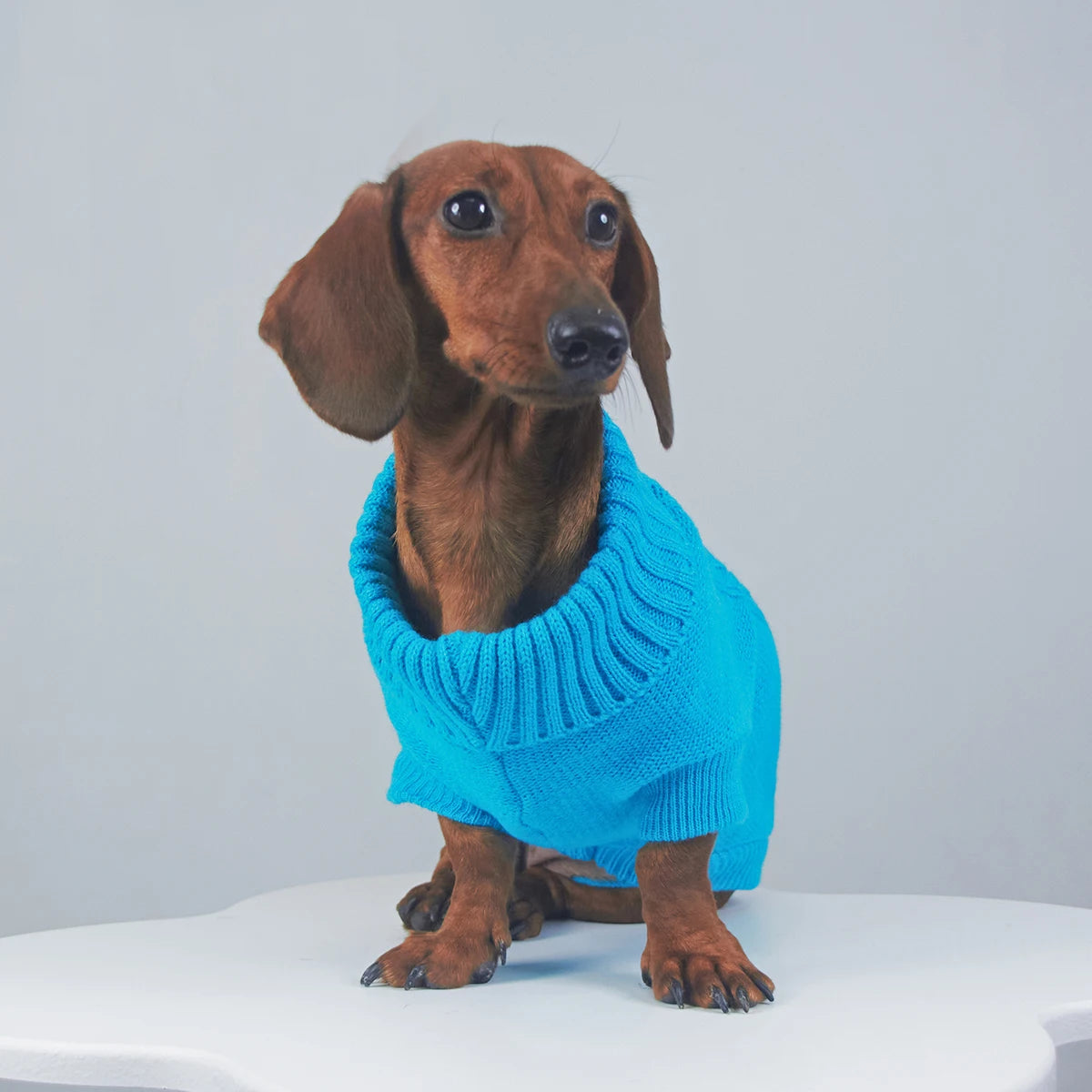 Elegant WarmTurtleneck Sweater for Miniaturedachshund Soft Knitted Sweater for Wiener Dogs Solid Color Sweatshirt for Badger Dog