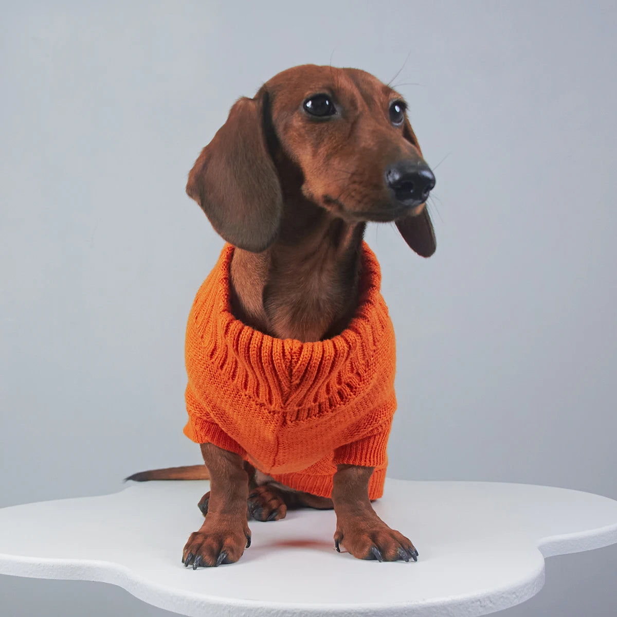 Elegant WarmTurtleneck Sweater for Miniaturedachshund Soft Knitted Sweater for Wiener Dogs Solid Color Sweatshirt for Badger Dog